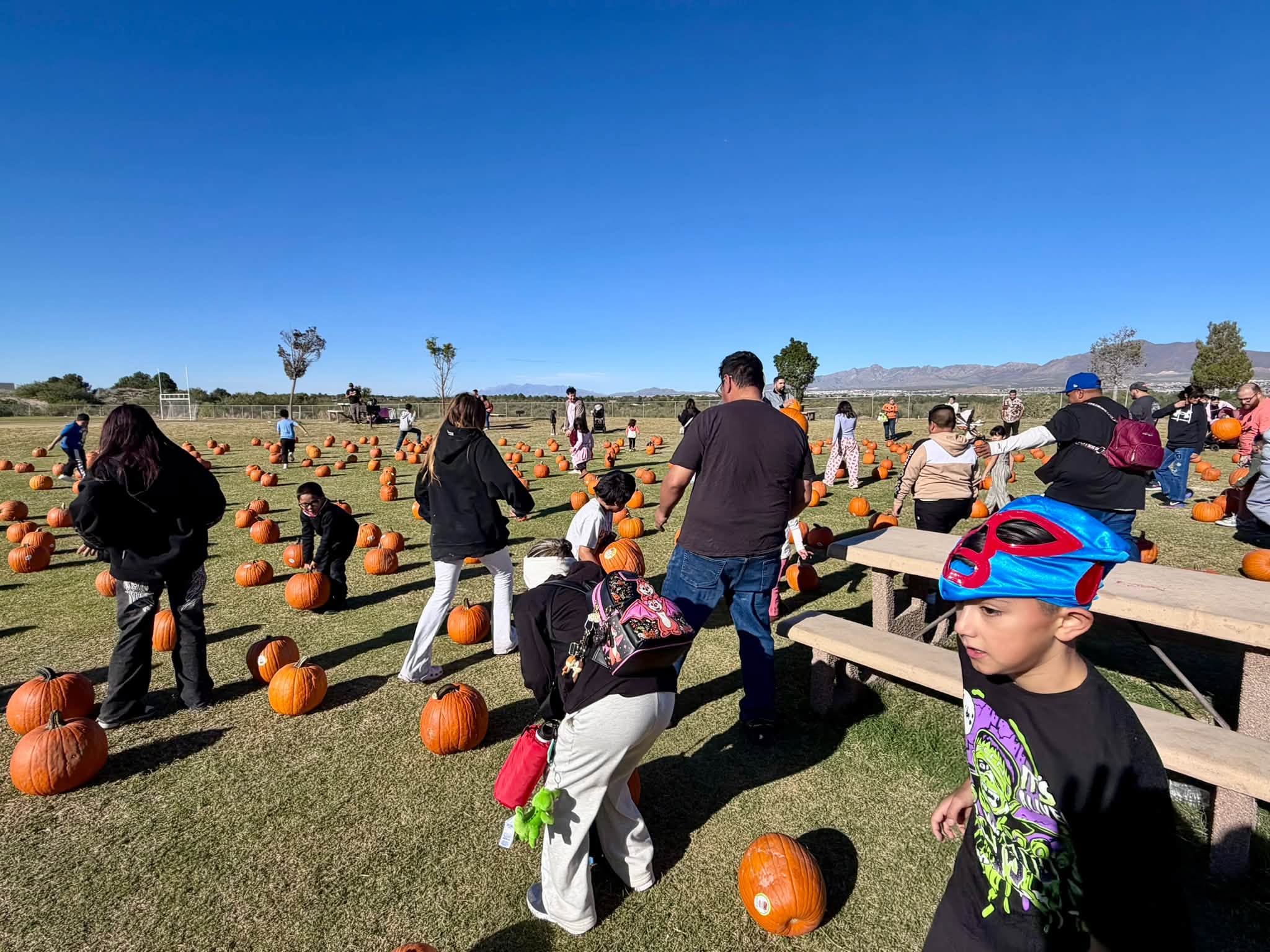 Kids and parents search the pumpkin patch for the perfect pumpkin