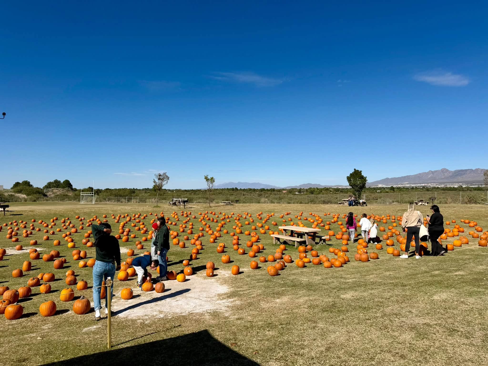 Rows of pumpkins spread across the field with the mountains in the distance